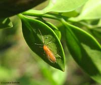 Monarthropalpus buxi