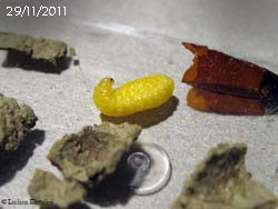 Larva di vespa vasaio foto del giorno 29-11-2011