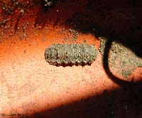 Larva di Hymenoptero