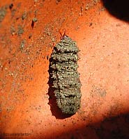 Larva marrone di imenottero