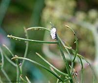 Larva bianca - con boccoli - Scymnus sp