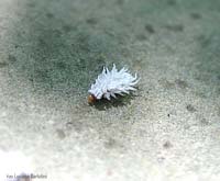 Larva bianca di Scymnus sp