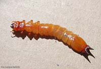 Larva rossa dalla consistenza coriacea