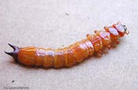 Larva tenebrionide