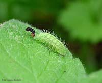 Larva verde di cassida