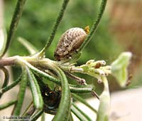 Larva coleottero chrysomelidae - Chrysolina americana