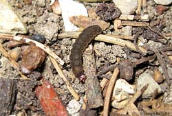Larva del coleottero Cantharidae sp.