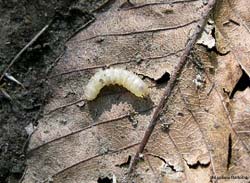 Larva bianca trovata sotto le barbe di un fungo porcino