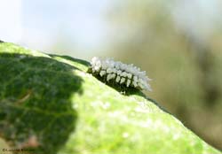 Larva mangiatrice di afidi Scymnus sp