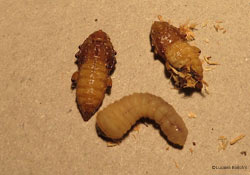 larva e pupe trovate dentro un tronco