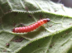 Larva di colore rosso di coleottero