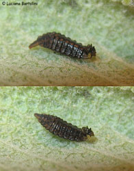 Larva fotografata su una foglia di salvia