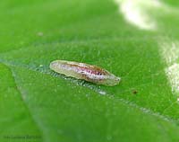 Larva di sirfide Episyrphus balteatus