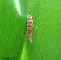 Larva di sirfide