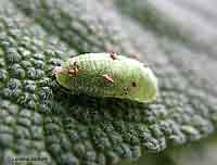 Larva verde di dittero syrphidae