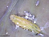 Larva di dittero Syrphidae