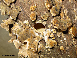 galleria scavata dalla Xylocopa violacea