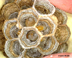 Uova larve di vespa all'interno delle celle