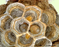 Vista dell'interno delle celle di vespa