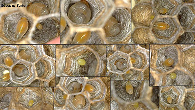 collage: dentro le cellette di vespa