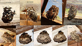 sviluppo e declino di un nido di vespe cartonaie