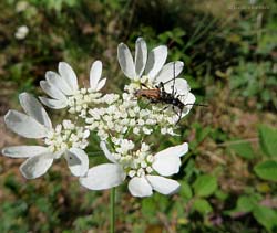 Cerambycidae Stenopterus rufus Cerambycidae Stenopterus rufus