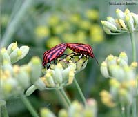 il coleottero milanista Graphosoma italicum