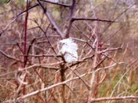 Piuma bianca su arbusti spogli in inverno