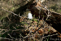 Piuma bianca a primavera