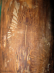Tipici disegni nel legno del coleottero scoliidae
