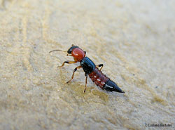 Staphylinidae colorata - Paederus riparius