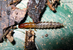 larva di staphylinidae