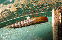 larva di coleottero della famiglia staphylinidae