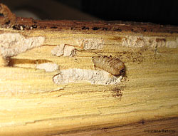 Tarlo del legno Hylotrupes bajulus che sbuca dal legno