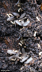 termiti con le ali - sciamatura