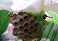 vespa sul nido fatto di cellette di cartone