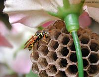 vespa polistes che controlla il suo nido