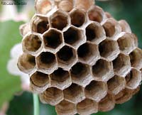nido di vespa cartonaia