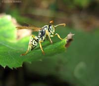 Maschio di vespa Polistes