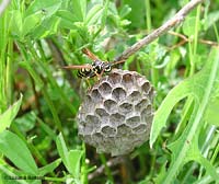 nido di vespa tra l'erba