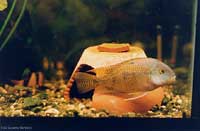 Ciclide: Cichlasoma nicaraguense Ciclide: Cichlasoma nicaraguense