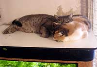 gatti abbracciati sul coperchio dell'acquario