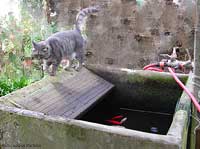 Gatto sul bordo della vasca dei pesci rossi
