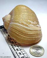 Ampullaria - chiocciole acquatiche Ampullaria - chiocciole acquatiche