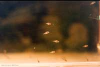 Piccoli di Pelvicachromis Pulcher Piccoli di Pelvicachromis Pulcher
