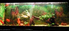 acquario per pesci rossi