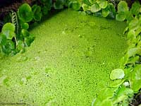 tappeto di Lemma minor o Lenticchia d'acqua sulla superfice dell'acqua