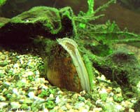 mollusco unio mollusco unio