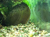 mollusco unio mollusco unio