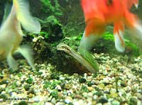 mollusco unio nell'acquario mollusco unio nell'acquario